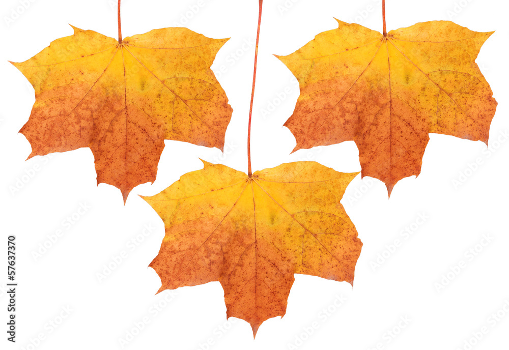 Obraz premium autumn leaf