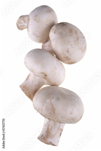 .mushrooms isolated on white background