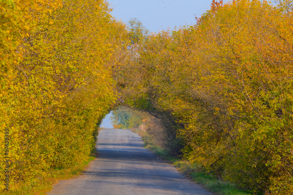 road through a tree tunnel