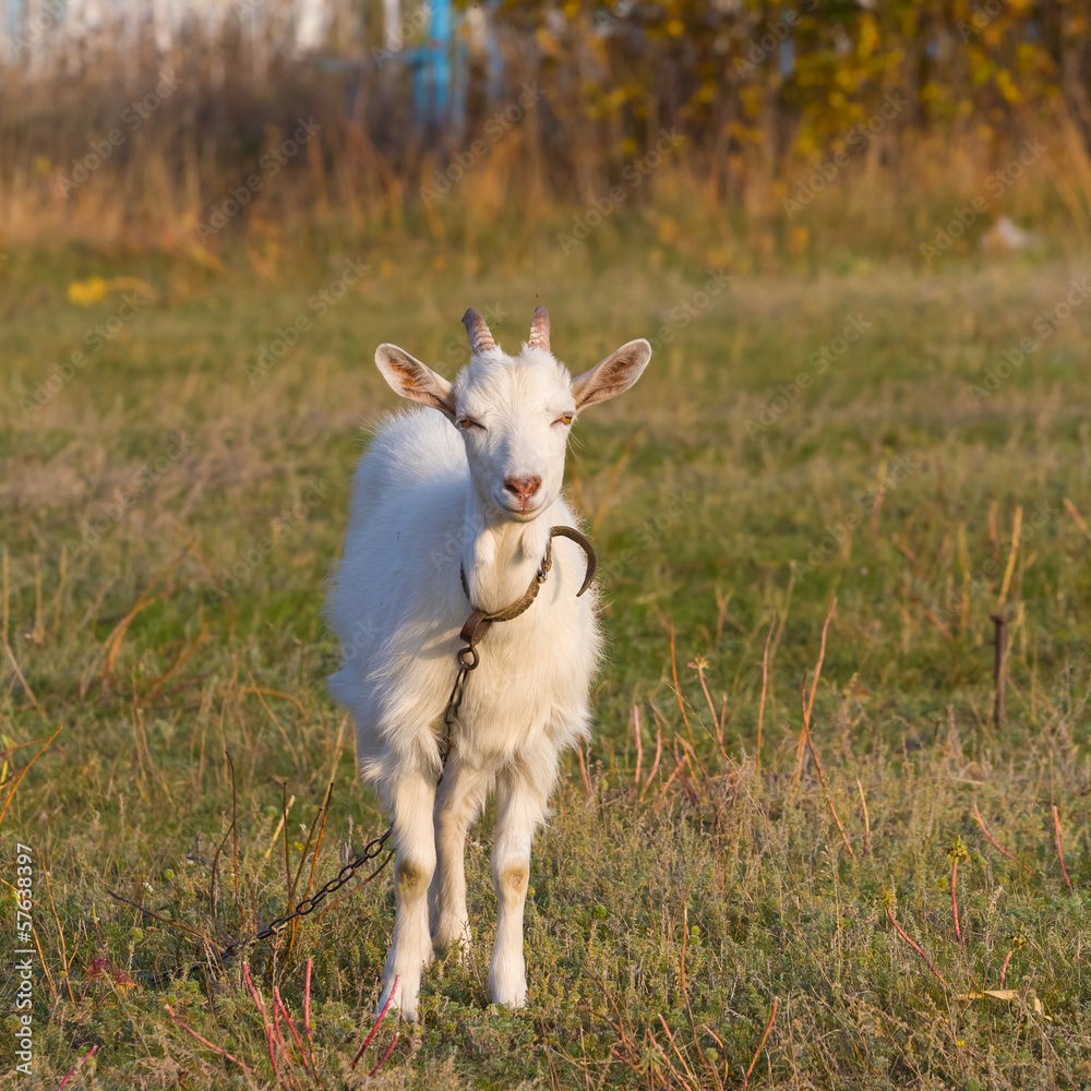 Fototapeta premium white goat on a pasture