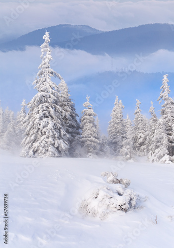 Foggy winter landscape in the mountains © Andrew Mayovskyy