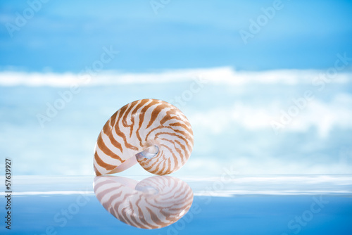 small nautilus shell and reflection with ocean, wave and seasca