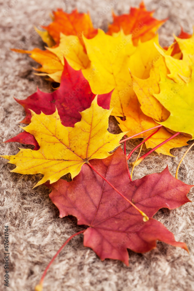 Fototapeta premium autumn leaves