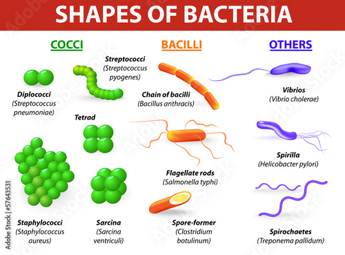 morphological differences between bacteria photo