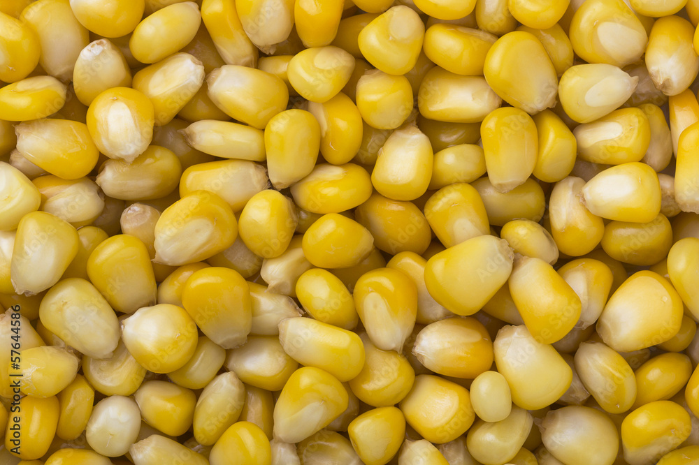pile of Yellow Corn seed grains for texture or background