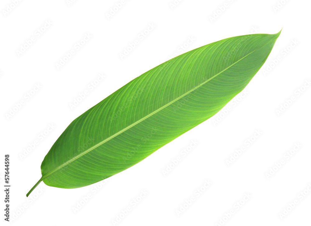 Fototapeta premium Green leaf isolated on white background