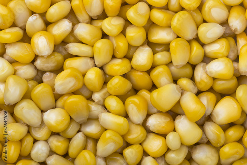 pile of Yellow Corn seed grains for texture or background