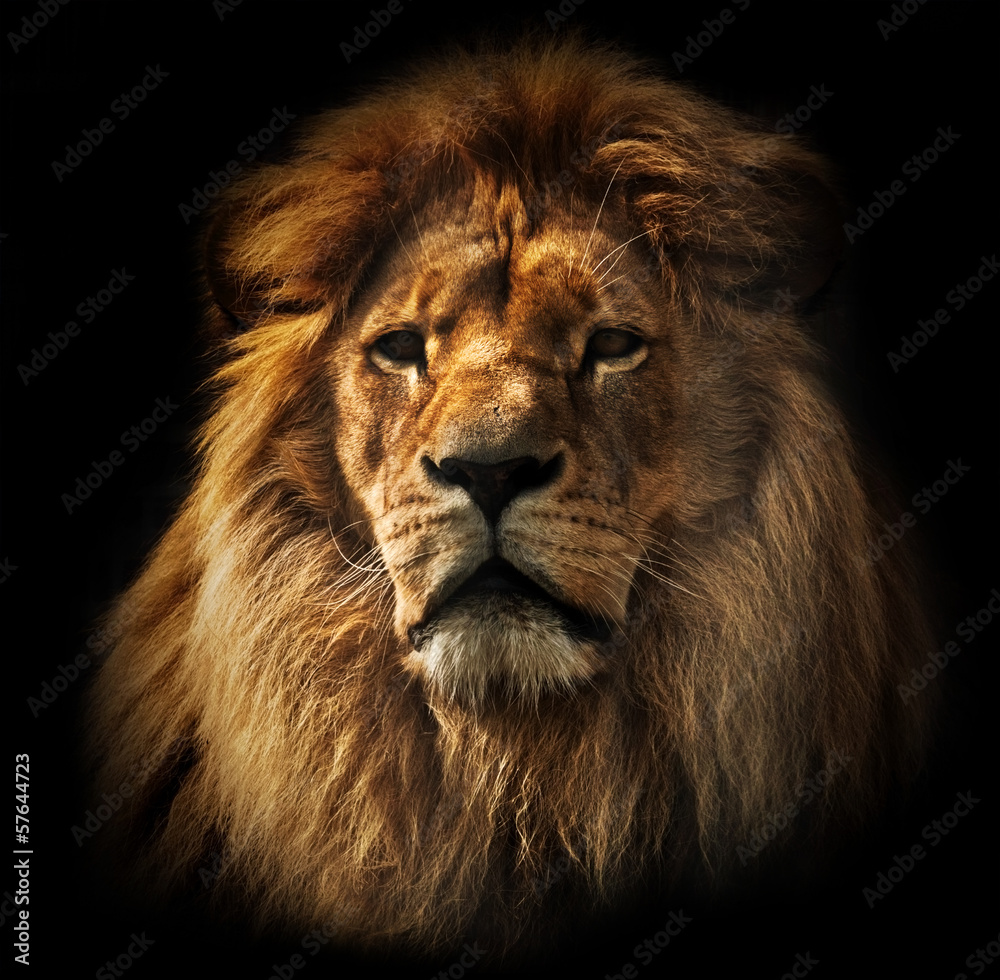 Fototapeta premium Portret lwa z bogatą grzywą na czarno