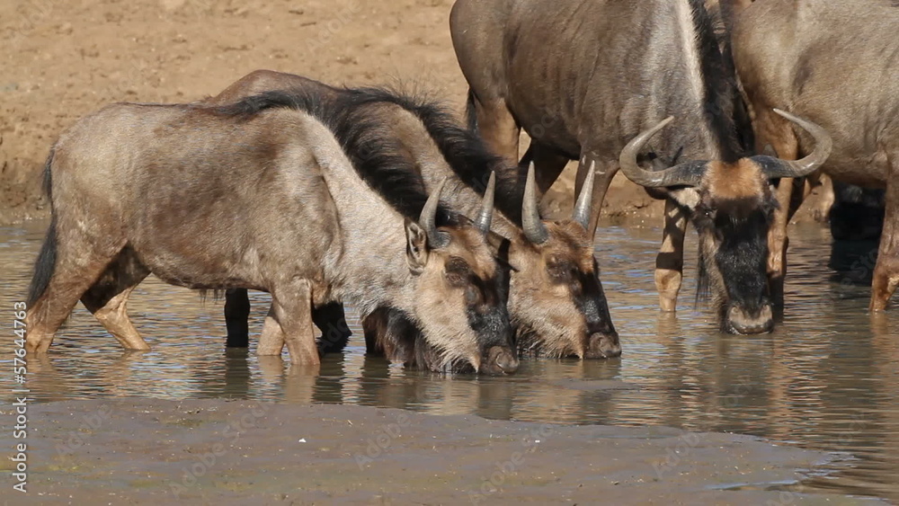 Blue wildebeest drinking water, Pilanesberg N/P Blue wildebeest drinking water, Pilanesberg N/P
