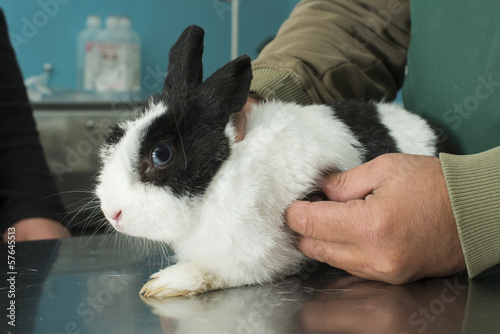 Rabbit in a veterinary office