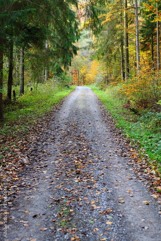 Fototapeta premium Waldweg im Herbst