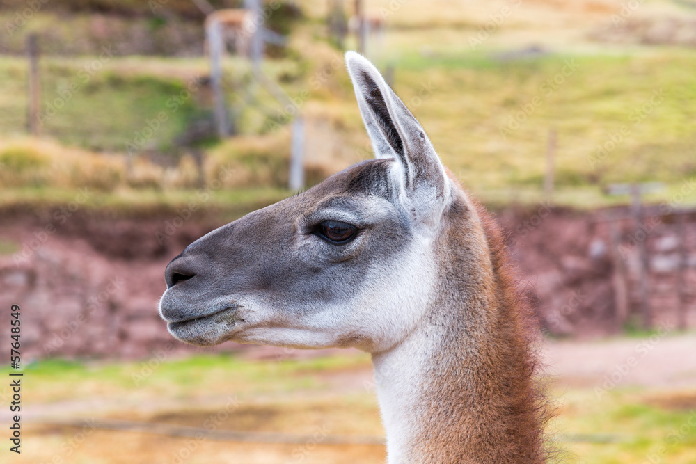 Llama. Farm of llama,alpaca,Vicuna in Peru,South America Llama. Farm of llama,alpaca,Vicuna in Peru,South America