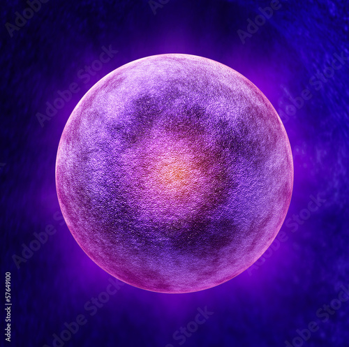 Fototapeta Human Egg Cell