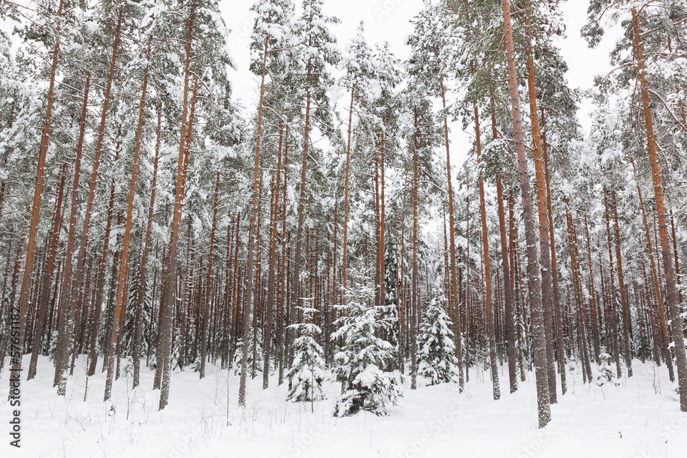 Winter forest Winter forest