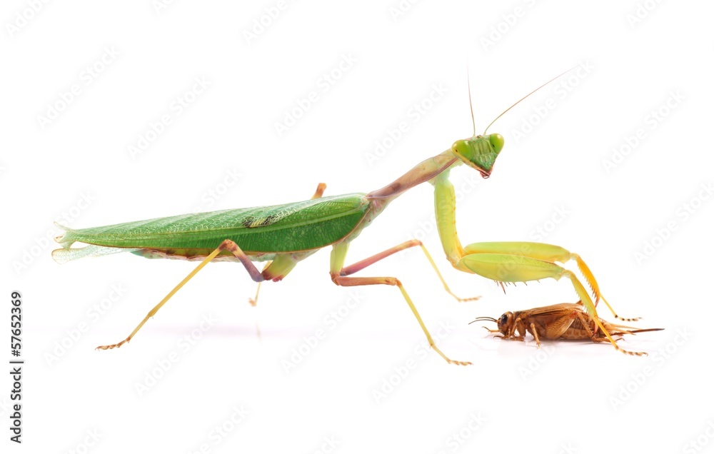 Guinean mantis (Sphodromantis gastric), male hunting on crickets Guinean mantis (Sphodromantis gastric), male hunting on crickets