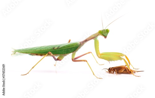 Guinean mantis (Sphodromantis gastric), male hunting on crickets