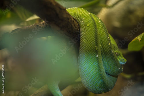snake photo