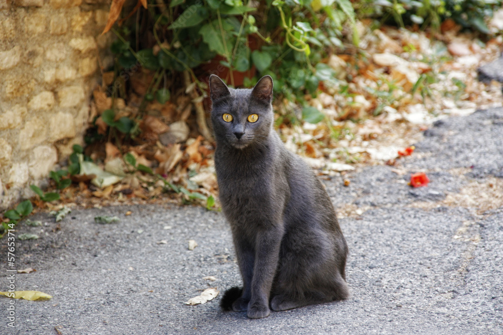 Katze 1.0 Katze 1.0