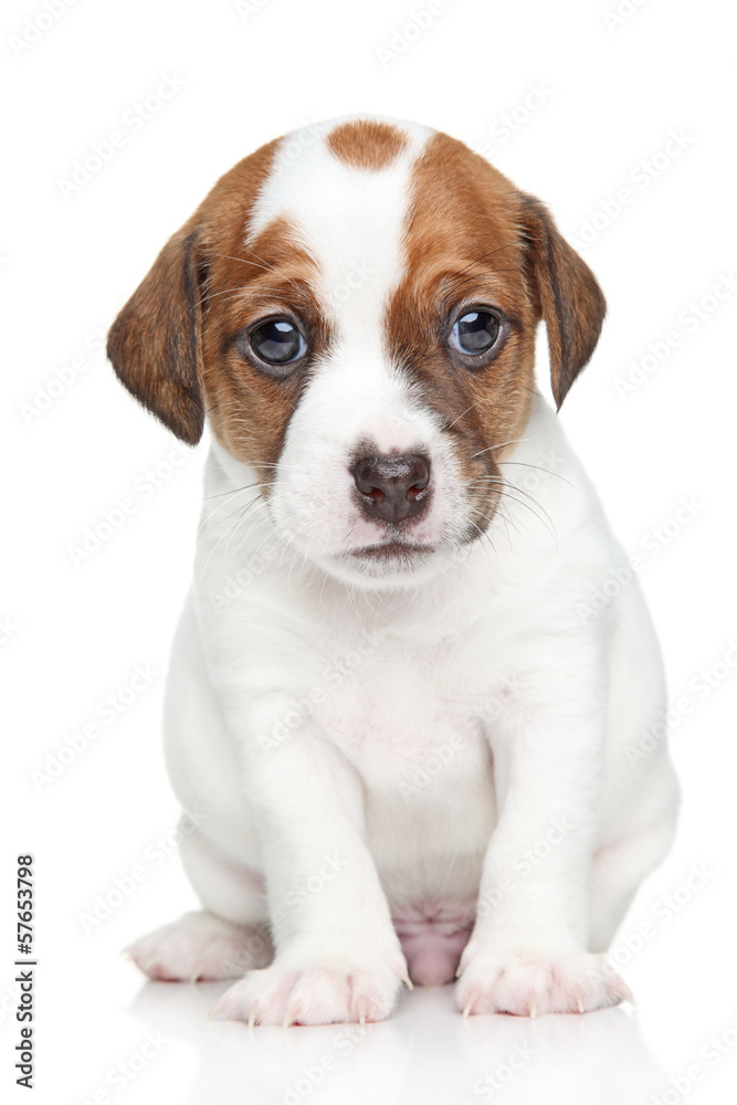 Jack Russell terrier puppy