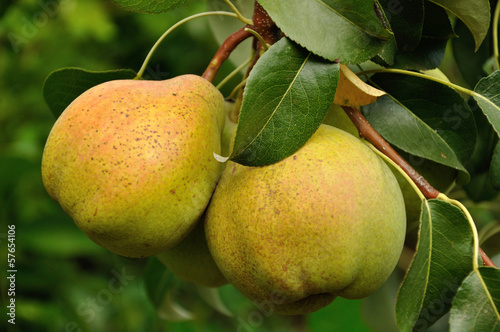 two pears on the tree