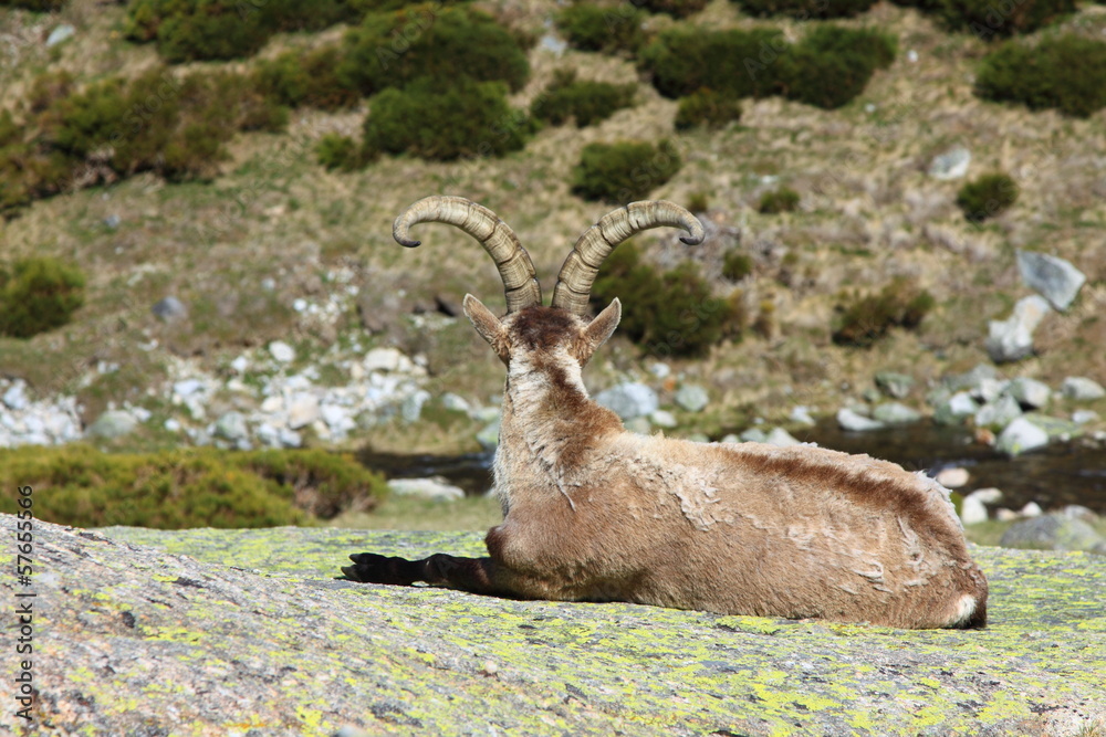Standing alpine ibex, wild animal 