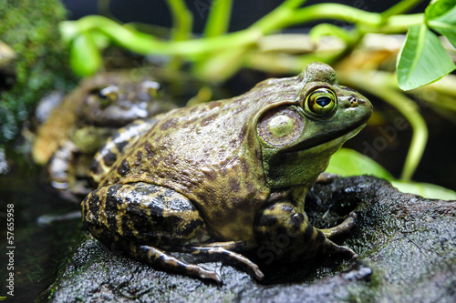 American Bullfrog Lithobates catesbeiana