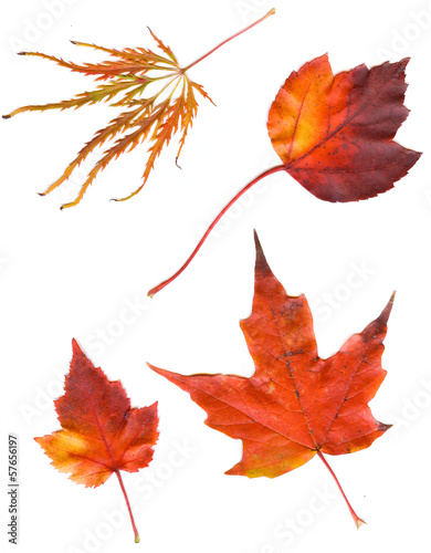 collection beautiful colorful autumn leaves isolated on white ba