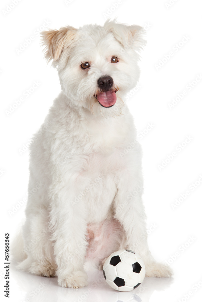 Obraz premium Cows on meadow. Grazing calves