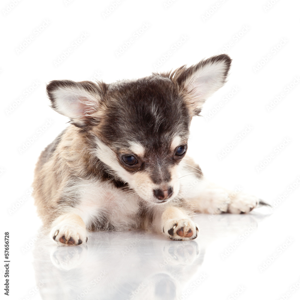 Chihuahua puppy. Cute Chihuahua dog on a white background. Chihuahua puppy. Cute Chihuahua dog on a white background.