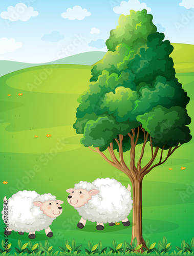 Two sheeps near the tree