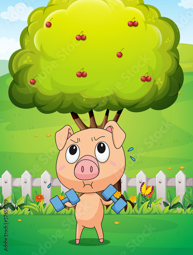 A fat pig exercising near the cherry tree