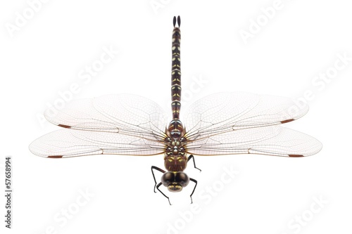 Dragonfly, Migrant Hawker (Aeshna mixta), on a white background photo