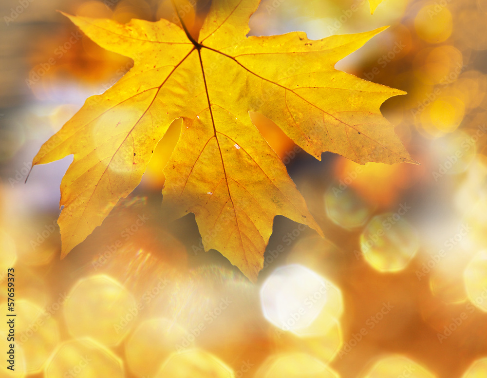 Fototapeta premium Autumn leaves