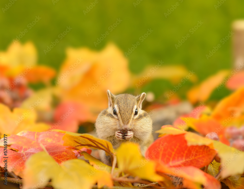 Fototapeta premium シマリス・秋