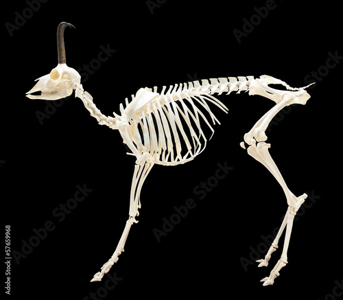 Skeleton of chamois over black