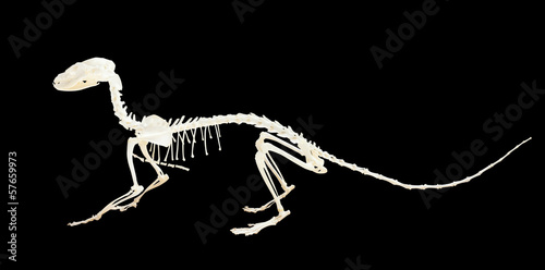 Skeleton of genet. Isolated over black photo
