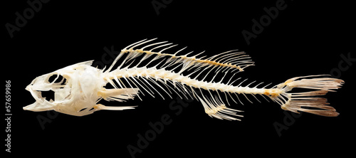 Skeleton of fish. Isolated over black