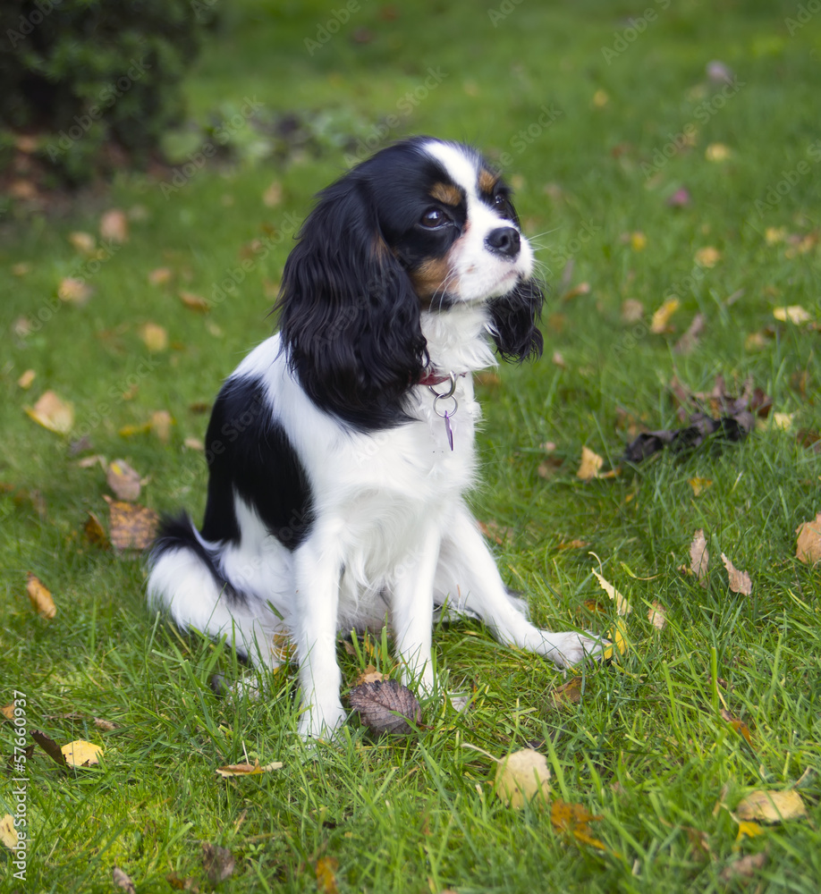 cavalier spaniel