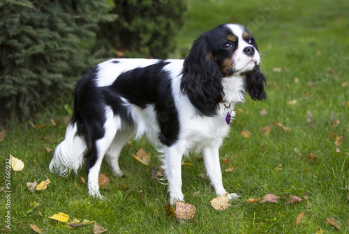 cavalier spaniel