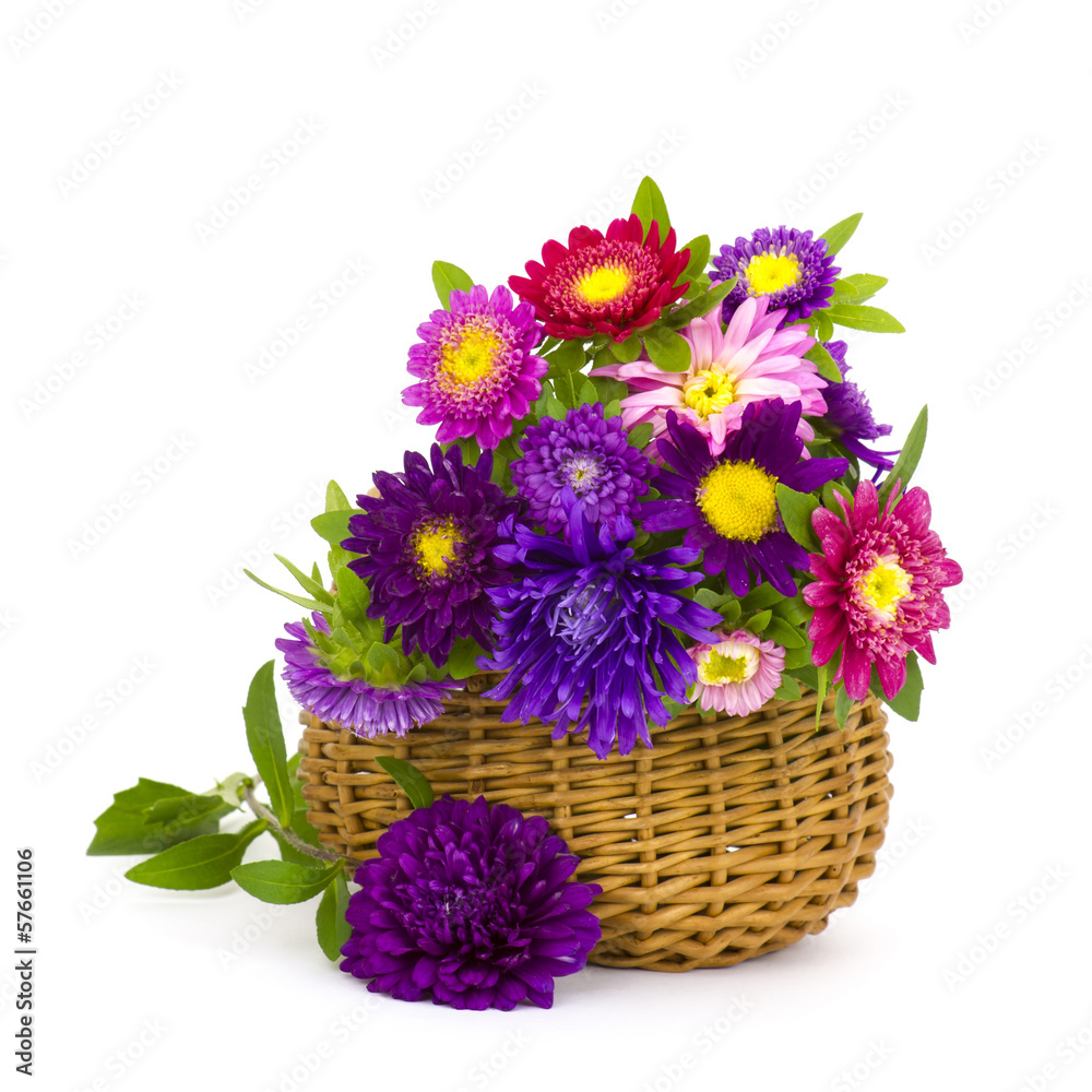 Bouquet of colorful asters flowers in a basket