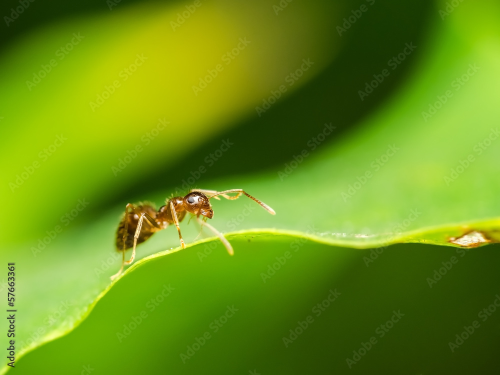 Brown Ant Close Up Details Brown Ant Close Up Details