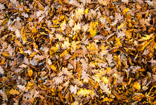 autumn leaves © romas_ph