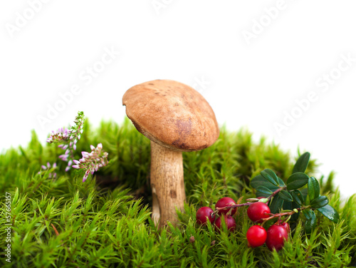 Forest mushroom in moss