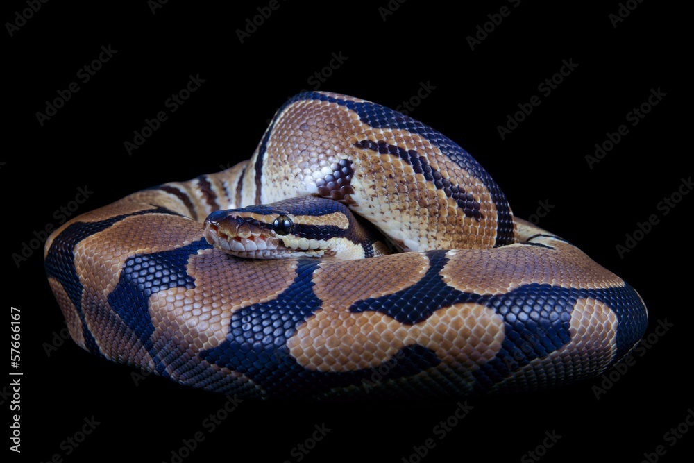 Obraz premium Python regius on a black background