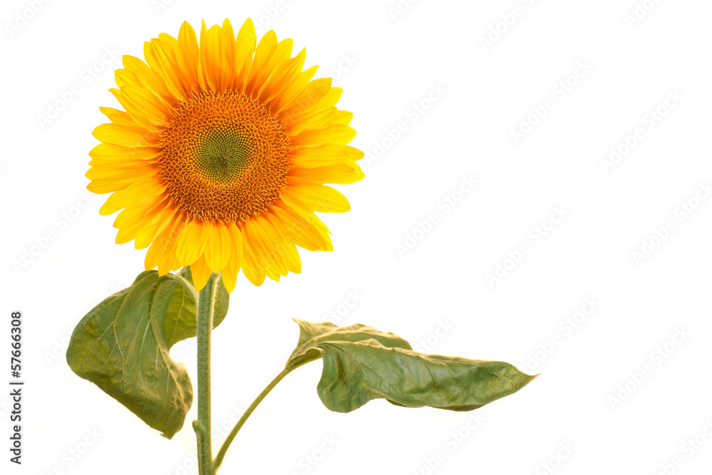 Obraz premium Sunflower on a white background