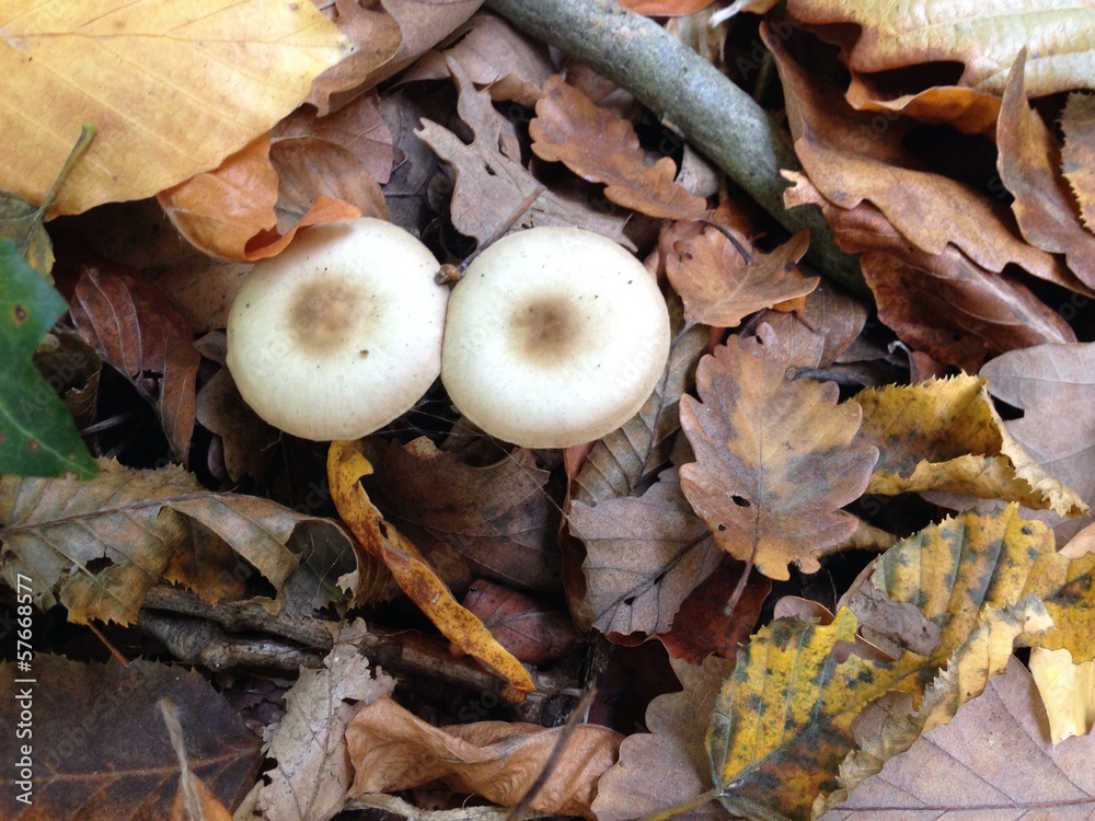 Mushrooms in the Forrest Mushrooms in the Forrest