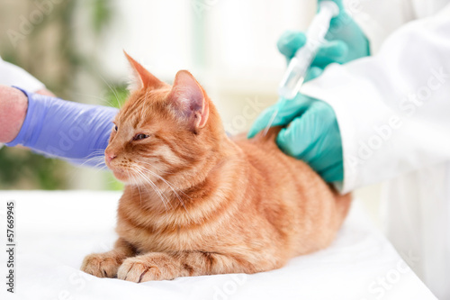 Fototapeta Naklejka Na Ścianę i Meble -  Veterinarian giving injection insulin to a cat