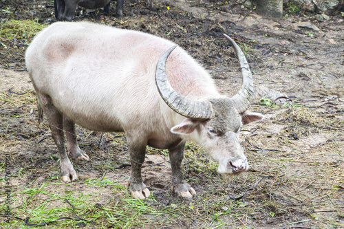White buffalo with big horn of Thailand