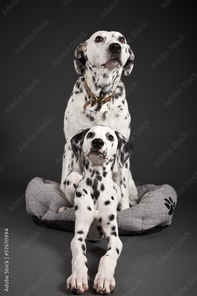 Gina & Django #4 Gina & Django #4