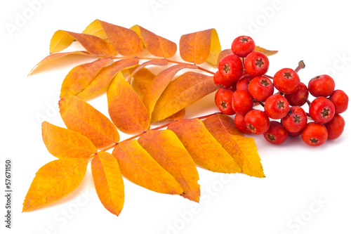 rowan berries and leaves photo